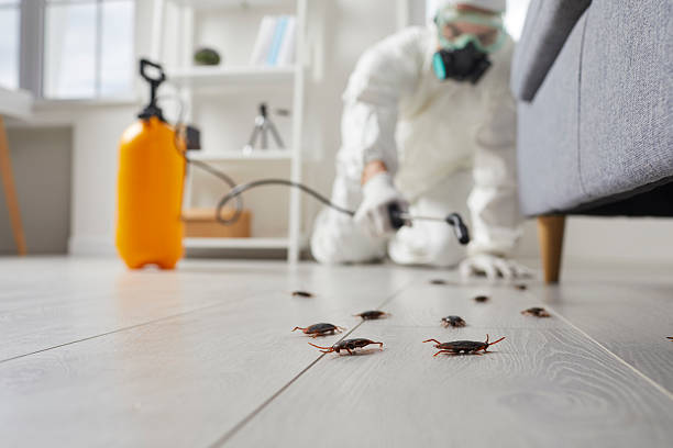 Post-Treatment Bed Bug Interceptor Monitoring in Reed City